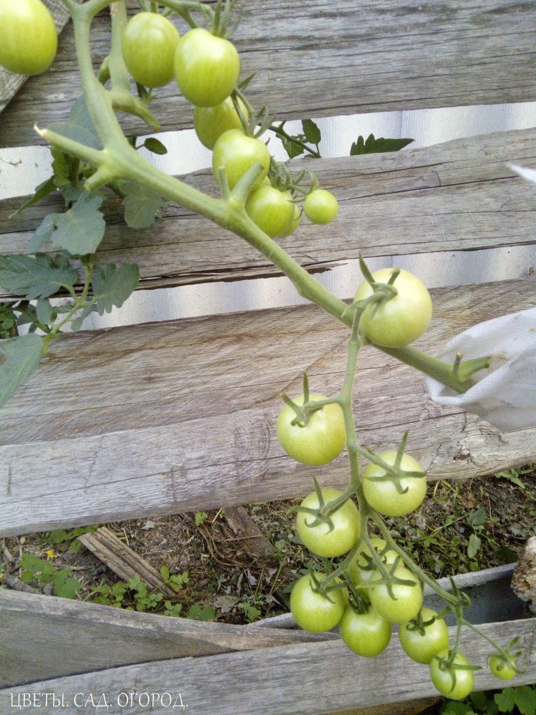 Куст томата с оборванными нижними листьями и богатой гроздью зелёных плодов