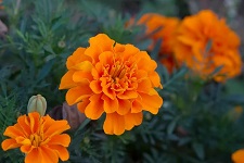 Цветущие оранжевые Бархатцы