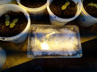 Посев семян земляники на снег с досветкой