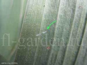 Следы жизнедеятельности трипса на листе гладиолуса