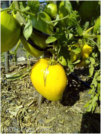 Установлено, что зрелые плоды когда остаются на растениях, подгоняют остальные, выделяя этилен. Что способствует быстрому созреванию всей кисти, а не только отдельных томатов.