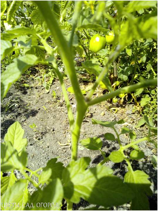 Стебель у томата прямостоячий или полегающий, ветвящийся, высотой от 30 см до 2 м и более. Листья непарноперистые, рассечённые на крупные доли, иногда картофельного типа. 