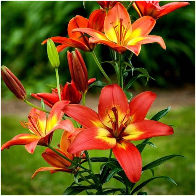 Лилия 'Monte Negro'. Цветки имеют насыщенный темно-красный винный цвет, бордовые пыльники, блестящие лепестки