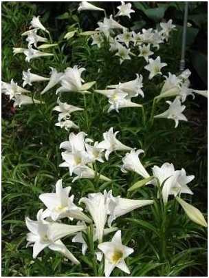 Лилия Snow Queen сорт с очень крупными цветками белого цвета с кремовым центром