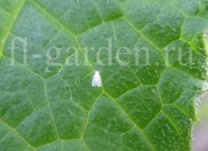 Белокрылка на листе огурца
