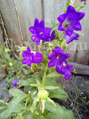 Колокольчик или «Campanula» - многолетник, который легко вырастить из семян. Это — прекрасный цветок, который часто используют для украшения садов, и особенно альпийских горок.