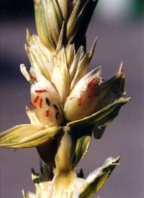 Пшеничный трипс (Haplothrips tritici)  на колосе