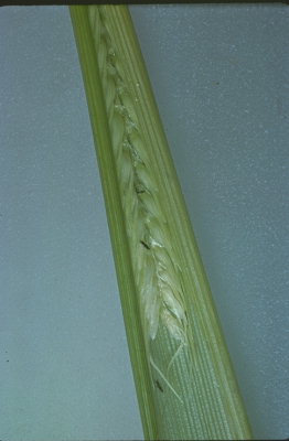 Заселение пшеничным трипсом (Haplothrips tritici) молодого колоса