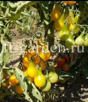 Сорт томата Медовая капля - полное описание, фото