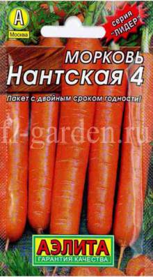 Сорт моркови Нантская-4
