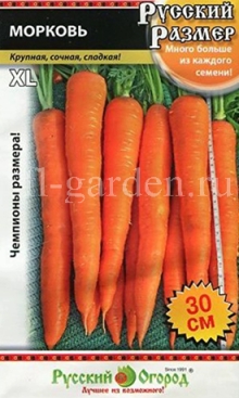 Сорт моркови Русский размер