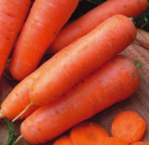 Сортотип моркови Амстердамская