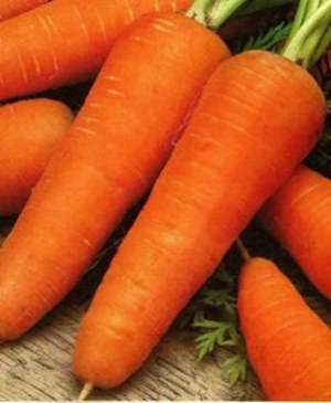 Морковь сортотипа Шантенэ