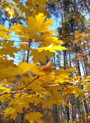 Золотые листья сентября