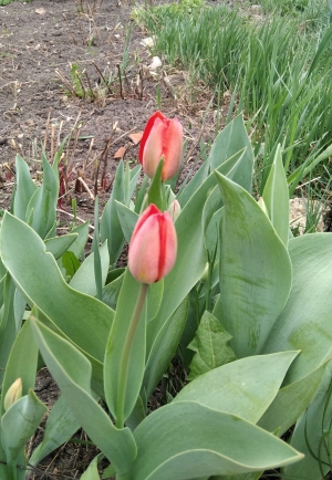 Цветение тюльпанов в мае 